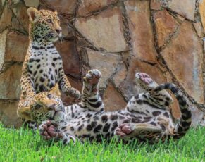 *Canalizará Comisión de Parques cachorros de jaguar donados a la Biósfera El Cielo*