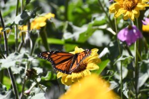*Invertirá Tamaulipas en la protección del hábitat de la mariposa monarca: CPBT*