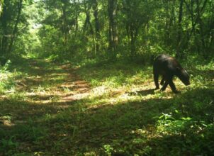 *Avistan los primeros osos negros en la Reserva de La Biósfera El Cielo*