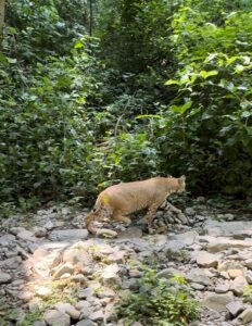 *Libera la Comisión de Parques búhos, linces, ocelote y osezna*