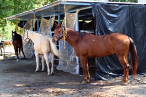 *Vigila Guardia Estatal montada sitios rurales y de naturaleza*