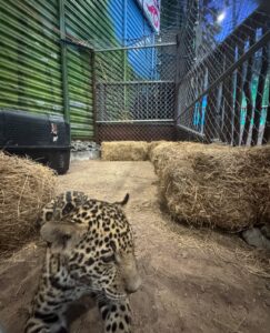 *Impulsa Comisión de Parques la preservación del jaguar y su hábitat*