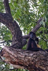 *Es Zoológico Tamatán un referente universitario en materia de fauna*