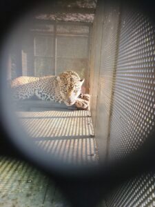 *Rescata y libera Comisión de Parques ejemplar de jaguar*