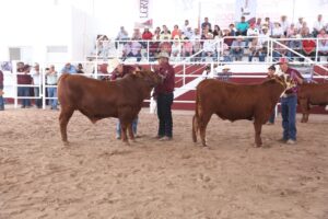*Feria Tamaulipas será sede del Segundo Concurso del Novillo Gordo*
