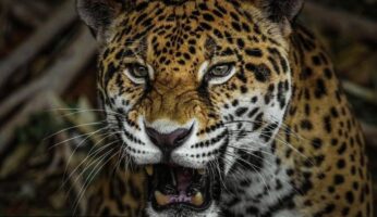 *Ofrece Comisión de Parques material didáctico en su página*