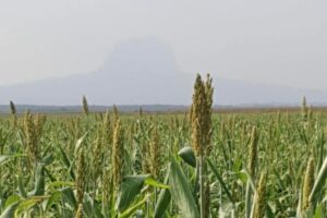 *Fortalece Secretaría de Desarrollo Rural el Proyecto de Sorgo Blanco*