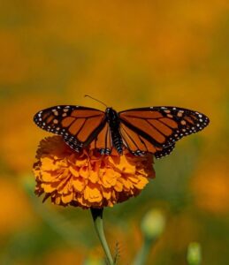 *Impulsa Tamaulipas polinización en ruta de la mariposa monarca*