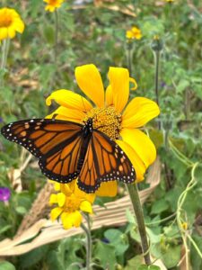 *Facilita Tamaulipas migración de la mariposa monarca: CPBT*