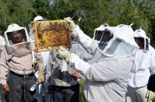 *Impulsa Gobierno de Tamaulipas el relevo generacional en la apicultura*