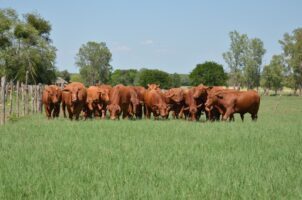 *Apuesta Tamaulipas a la ganadería con inversión millonaria*