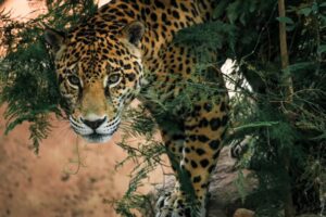 *Lanza Comisión de Parques cruzada en pro del jaguar*