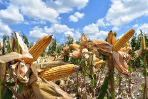 *Nuevas estrategias productivas fortalecen la economía rural en Tamaulipas*
