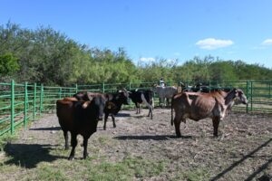 *Reafirma Tamaulipas su compromiso con la innovación pecuaria*