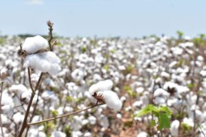 *Participa Tamaulipas en reunión binacional para fortalecer la sanidad del algodón*