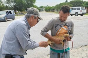 *Realiza SST campaña preventiva para la detección de rickettsiosis*
