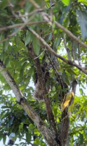 *Devuelve Comisión de Parques fauna silvestre a la naturaleza*