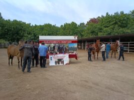 *Implementa Guardia Estatal campaña permanente contra gusano barrenador en animales policiales*
