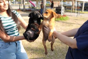 EXITOSA FERIA DE ADOPCIONES FORTALECE LA CULTURA DE TENENCIA RESPONSABLE EN NUEVO LAREDO