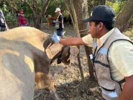 *Altamira y Llera, declarados libres de gusano barrenador del ganado*