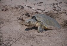 feaca94d-8cca-4b12-bde3-991f27b904c2